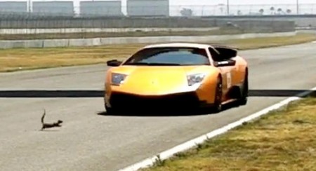 Squirrel-Lamborghini